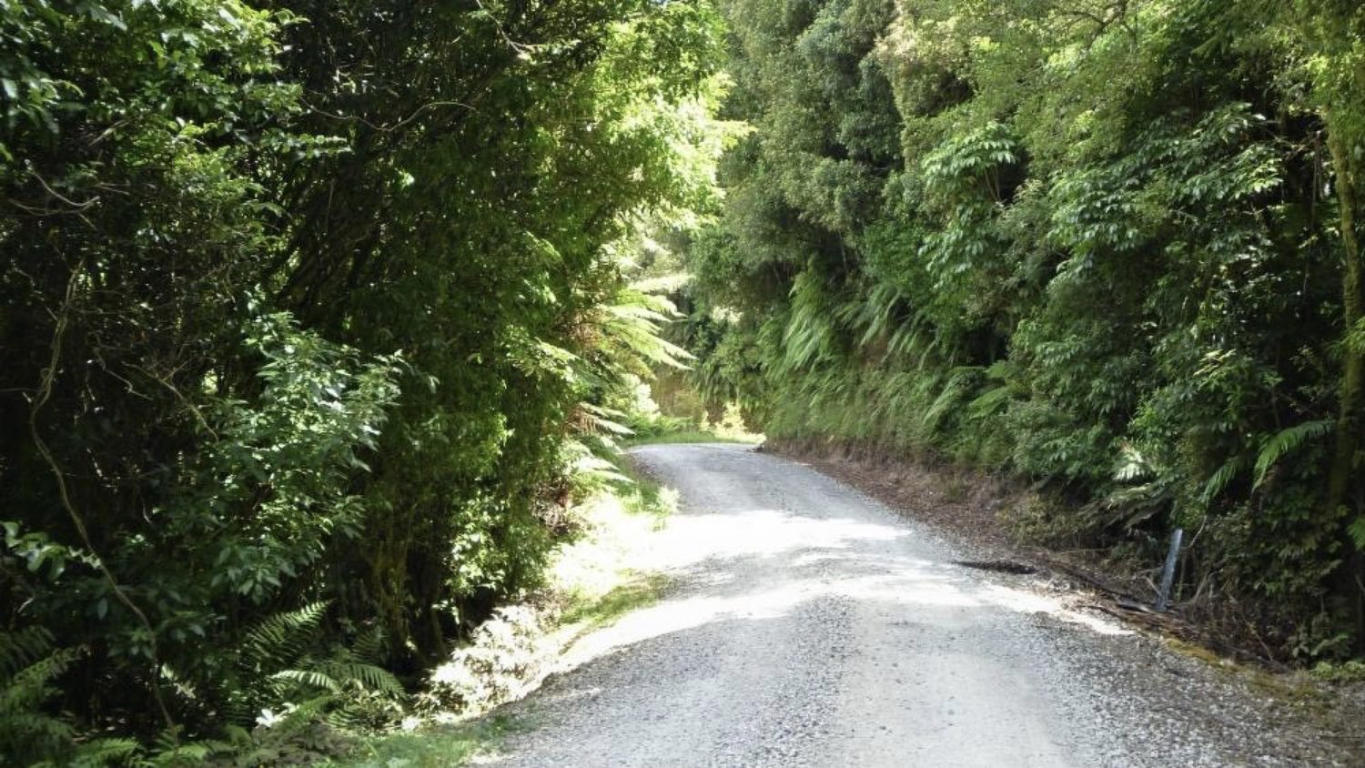 Native bush-lined gravel road in the hinterland
