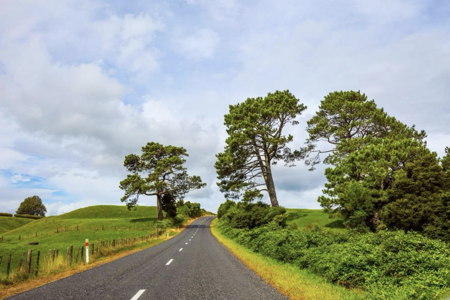Quiet country road lined with pines